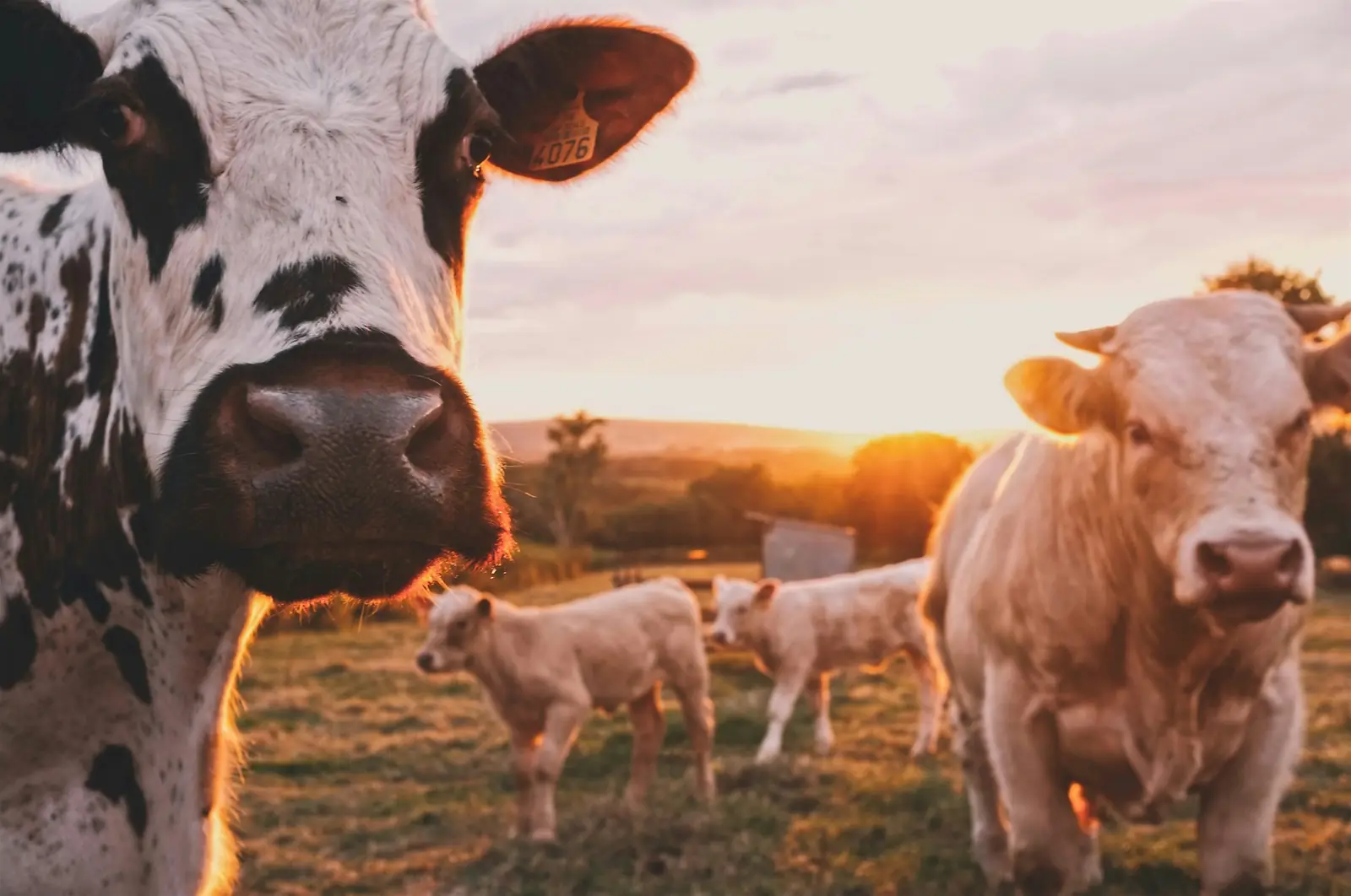 Cattle grazing across a vast green ranch at golden hour